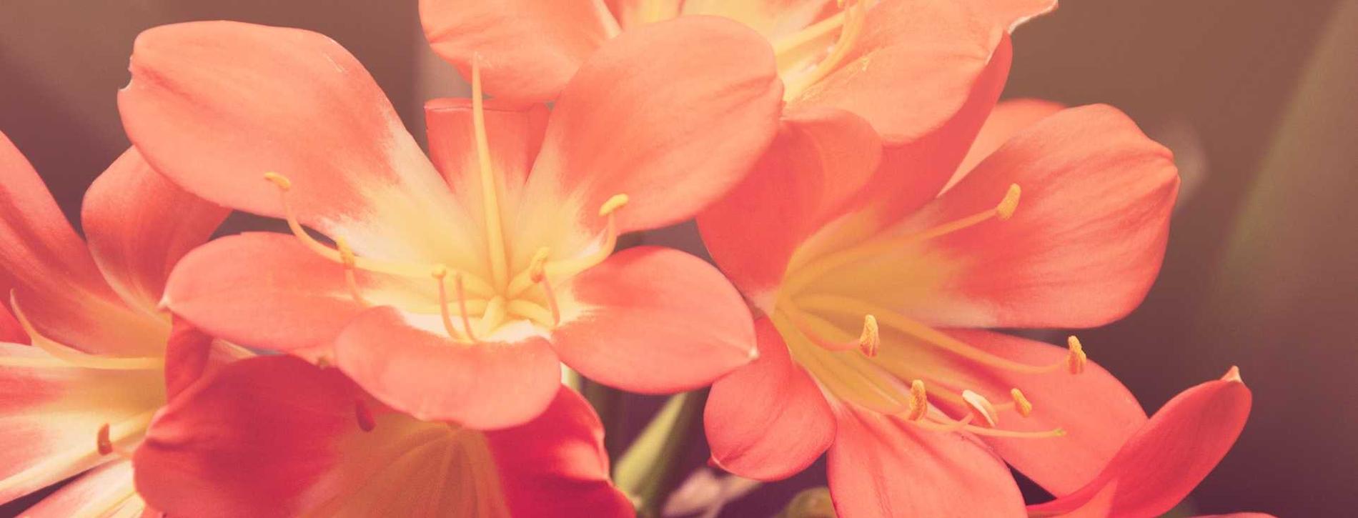 263网络通信实名账号：点鑫app详情下载教程