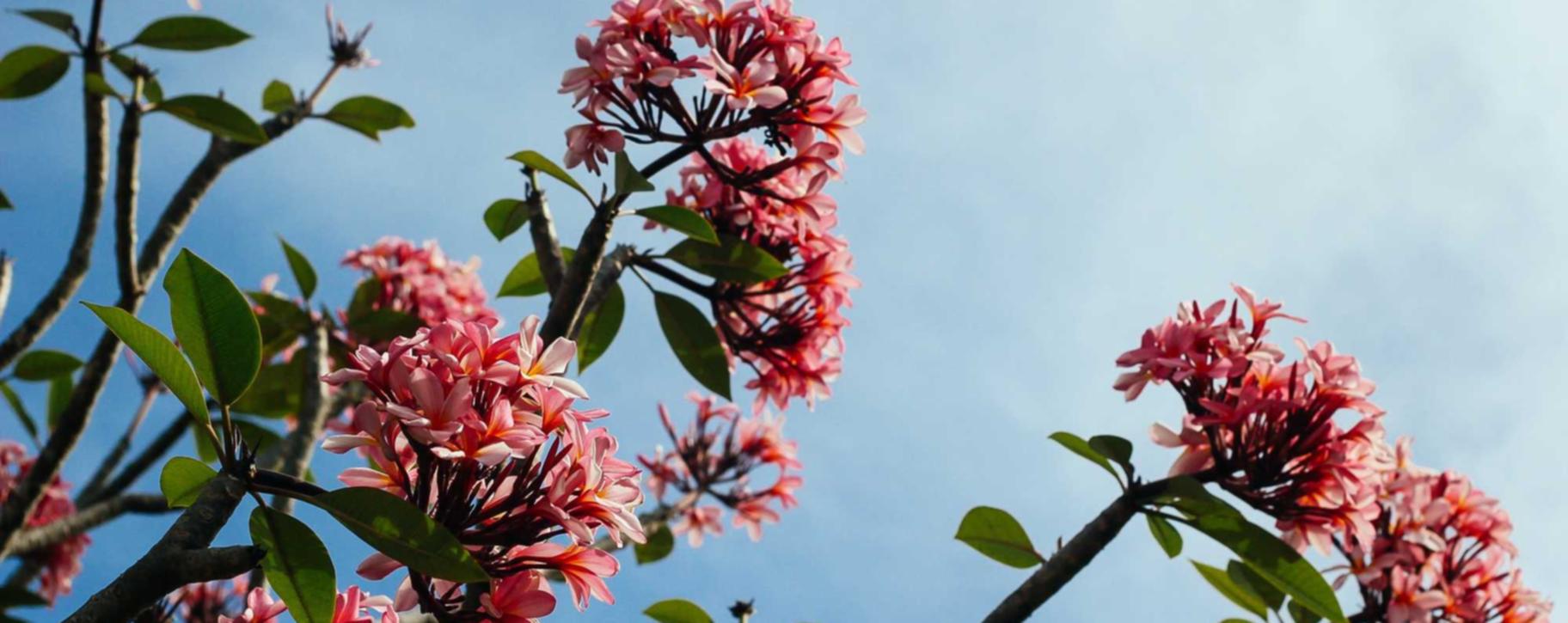 Peel百乐红茶双爆珠(细):代理提货平台