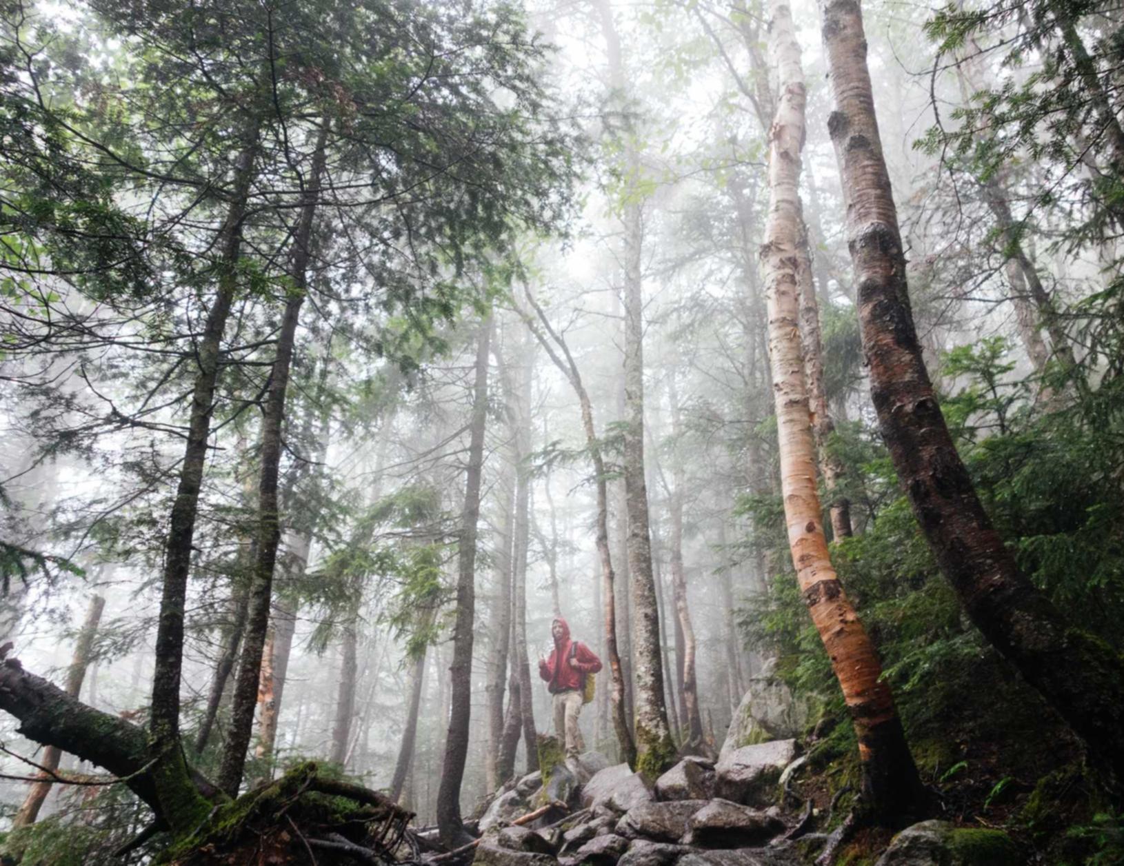豪利时草莓爆珠：国内专利代理平台