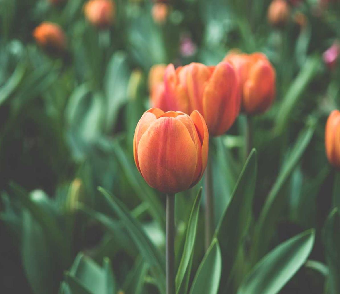 乱世王者:网上外汇开户平台